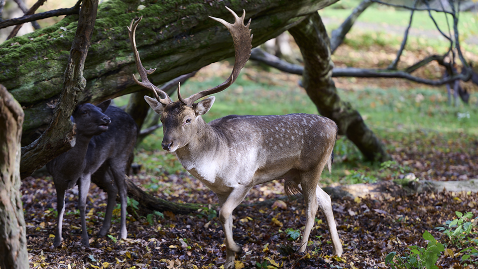 English Longhorn bull in a meadow